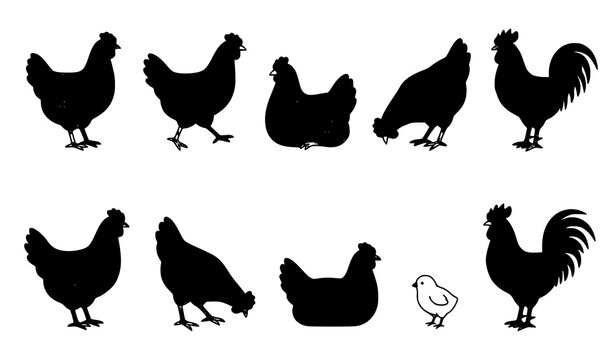 Chickens and Hens Isolated Vector Elements Set with Different Farm Bird Poses