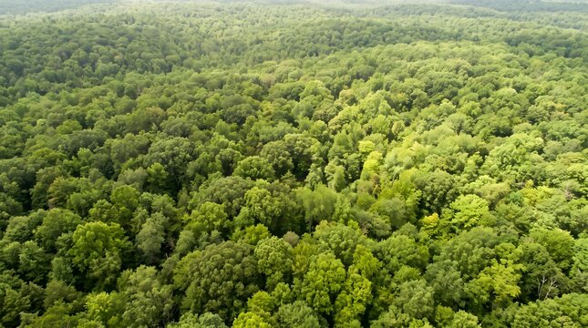 Aerial view of dense green forest canopy covering a vast landscape