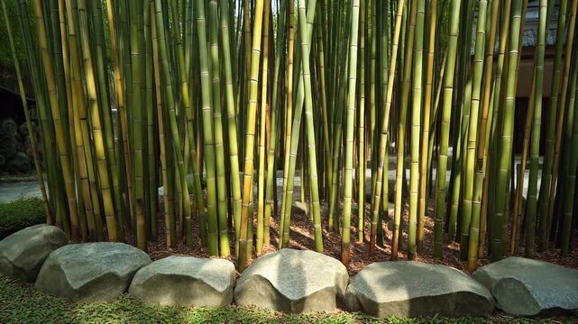 Dense Bamboo Grove with Smooth Stones in Sunlight - Natural Asian Garden Scene