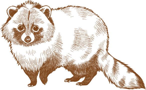森に佇むリアルな日本のタヌキ　野生動物イラスト　リアルタッチ