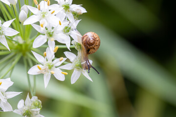ウスカワマイマイとニラの花　-Thin-shelled land snail- © kelly marken