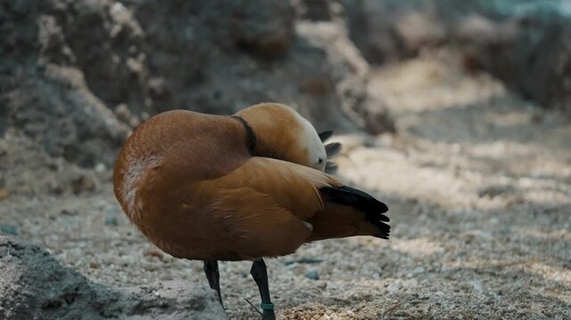 Ruddy shelduck bird preening its feathers on sandy ground
