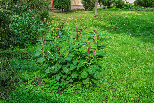 A beautiful plant with berries Lakonos American or Phytolacca Americana in the garden.