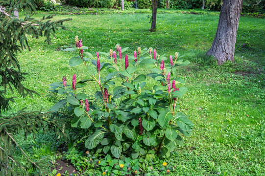 A beautiful plant with berries Lakonos American or Phytolacca Americana in the garden.