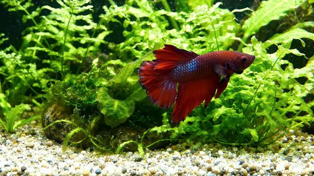 Red Betta Fish Swimming Among Green Aquatic Plants in Aquarium - A vibrant red betta fish gracefully swims through lush green underwater plants, showcasing its flowing fins and iridescent scales.
