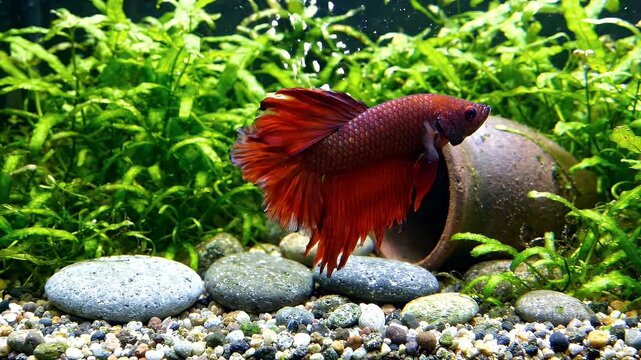 Red Betta Fish Swimming in Lush Freshwater Aquarium - A vibrant red Betta fish with flowing fins swims gracefully amidst dense green aquatic plants in a decorative freshwater aquarium.