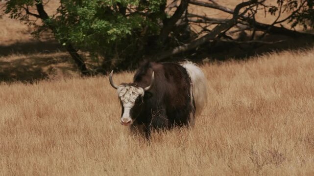 Domestic yak walking through the tall dry grass meadow
