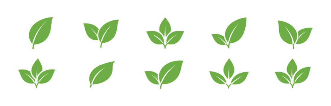 A detailed examination of vibrant green leaves displaying varied shapes and textures representing natural growth