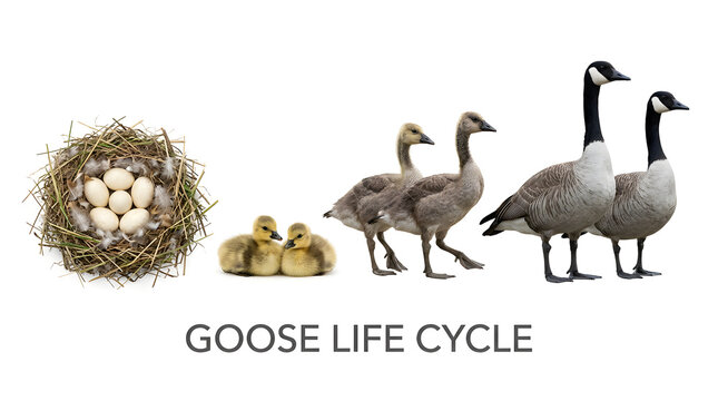 Goose life cycle illustration showing stages from egg to adult