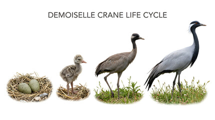 Obraz premium Demoiselle crane life cycle illustration, showing four stages from egg to adult crane