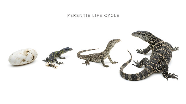 The life cycle of a monitor lizard, from egg to adult, shown in a sequence on a white background. The stages include an egg, a hatchling, a juvenile, and an adult monitor lizard.