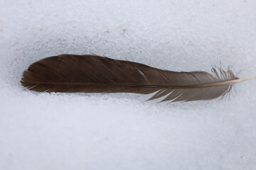 A single dark bird feather lies on icy white snow. The sharp detail of the feather vanes creates a strong contrast with the frozen snow texture. This minimalist composition conveys the quiet tranquili © Олег Струс