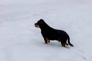 A small black dog with tan markings stands focused on deep white snow. The animal looks attentively into the distance during an outdoor winter walk. © Олег Струс