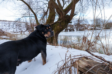 A large black rottweiler stands in the snow near a frozen lake surrounded by winter nature. The domestic pet looks attentively aside during an outdoor walk. A picturesque winter landscape creates a ca © Олег Струс