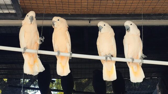 Four Moluccan cockatoos (Cacatua moluccensis) are perched on a branch inside an enclosure at a zoo or conservation park.