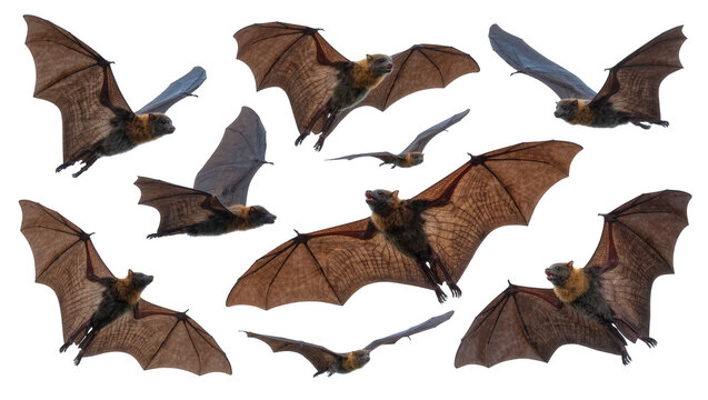 Multiple flying bats with spread wings, isolated on transparent background