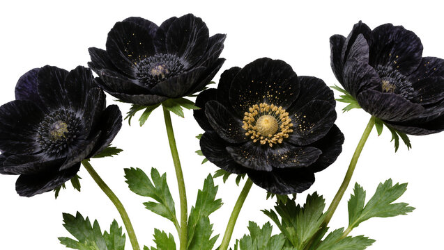 Four dark black anemone flowers with golden stamens, isolated on transparent background