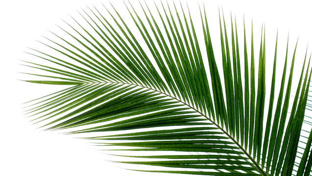 Vibrant green palm frond with delicate feathery leaves, isolated on transparent background