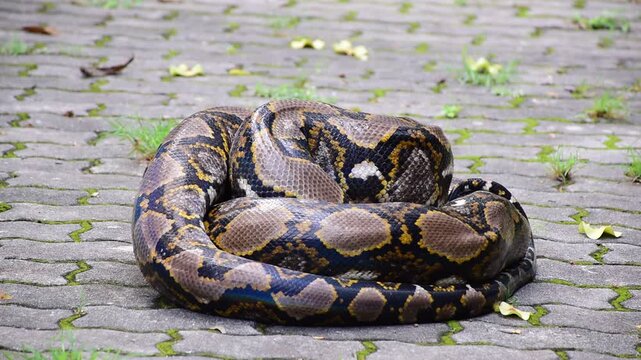 Python Snake  A python is a large reptile that slithers on the ground  Reticulated python