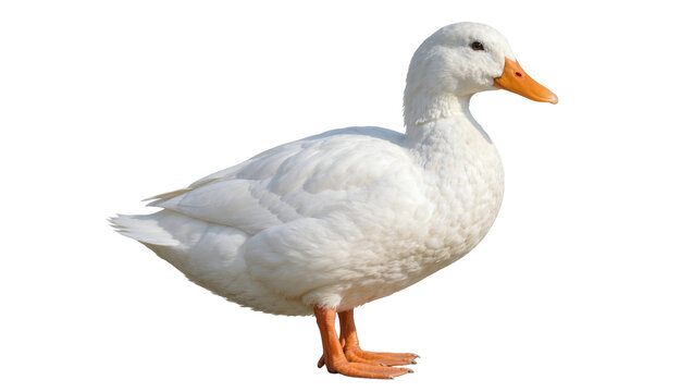Fluffy white duck with orange beak and feet, isolated on transparent background