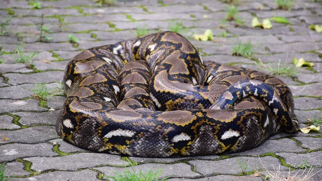 Python Snake  A python is a large reptile that slithers on the ground  Reticulated python