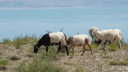Fototapeta premium Sheep grazing on the grassy hillside by the lake