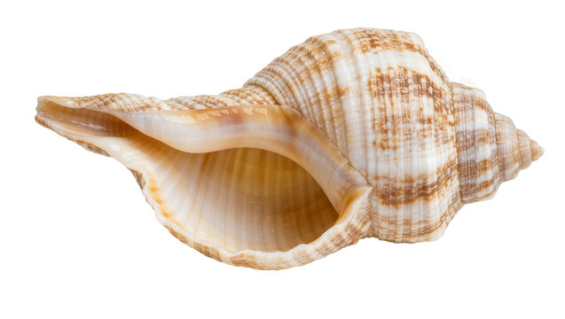 Detailed spiral seashell with brown stripes, isolated on transparent background