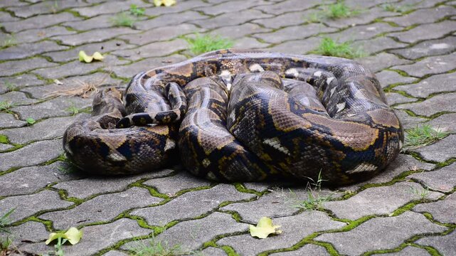 Python Snake  A python is a large reptile that slithers on the ground  Reticulated python