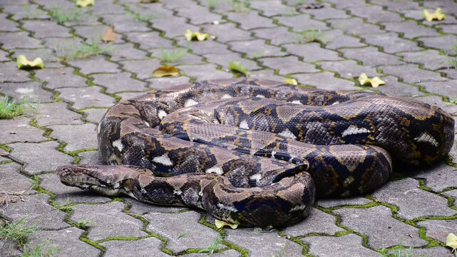 Python Snake  A python is a large reptile that slithers on the ground  Reticulated python
