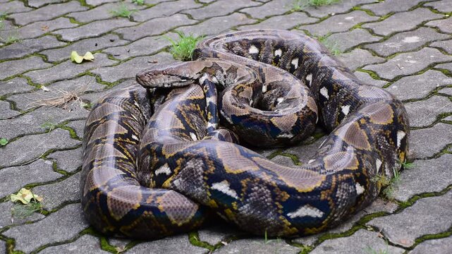 Python Snake  A python is a large reptile that slithers on the ground  Reticulated python