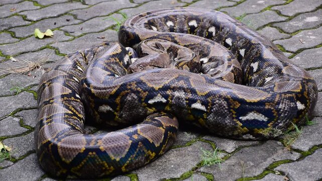 Python Snake  A python is a large reptile that slithers on the ground  Reticulated python