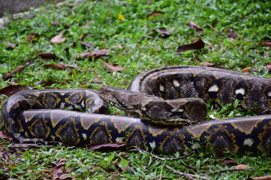 Python Snake  A python is a large reptile that slithers on the ground  Reticulated python