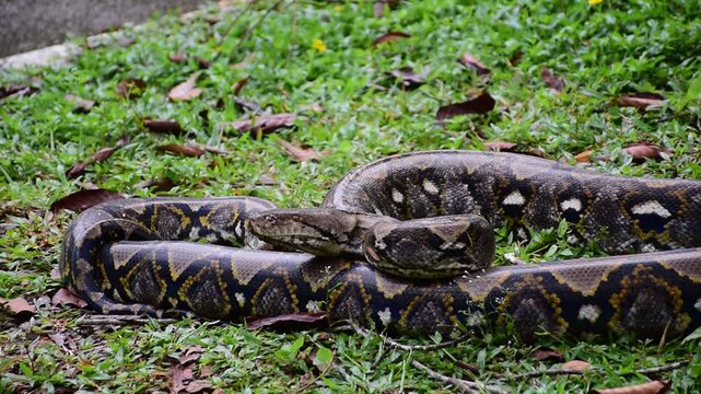 Python Snake  A python is a large reptile that slithers on the ground  Reticulated python