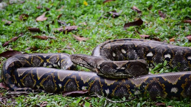Python Snake  A python is a large reptile that slithers on the ground  Reticulated python