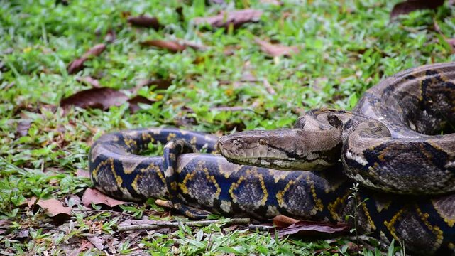Python Snake  A python is a large reptile that slithers on the ground  Reticulated python