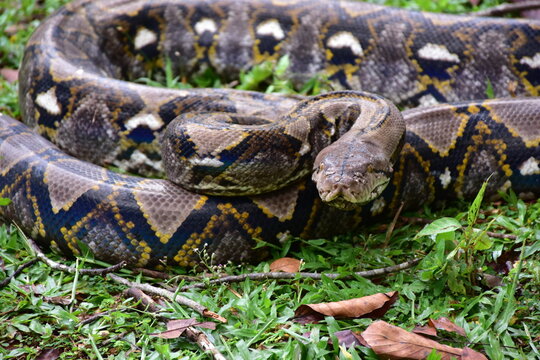 Python Snake  A python is a large reptile that slithers on the ground  Reticulated python