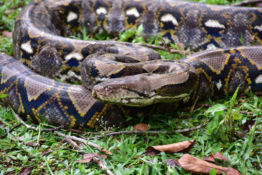 Python Snake  A python is a large reptile that slithers on the ground  Reticulated python