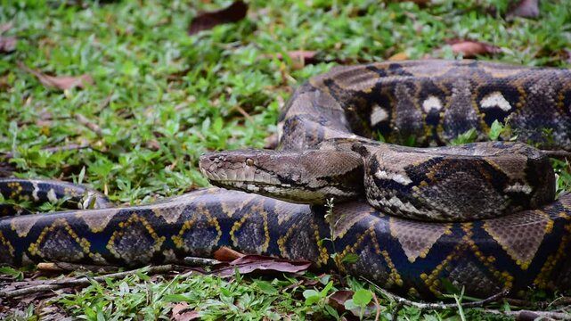 Python Snake  A python is a large reptile that slithers on the ground  Reticulated python
