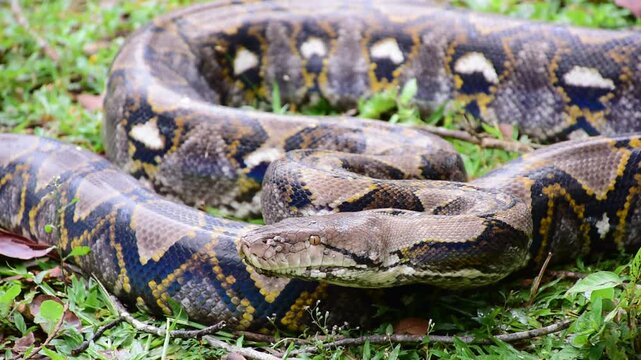 Python Snake  A python is a large reptile that slithers on the ground  Reticulated python