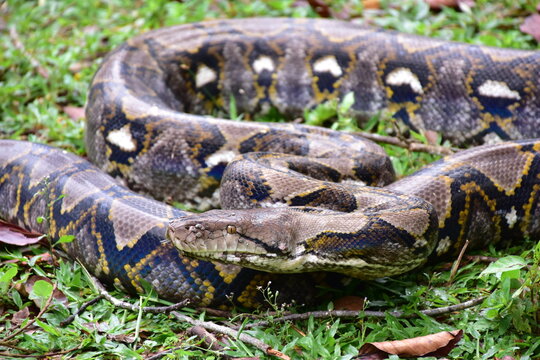 Python Snake  A python is a large reptile that slithers on the ground  Reticulated python