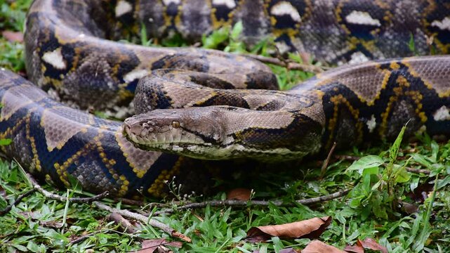 Python Snake  A python is a large reptile that slithers on the ground  Reticulated python