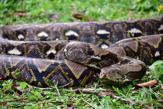 Python Snake  A python is a large reptile that slithers on the ground  Reticulated python
