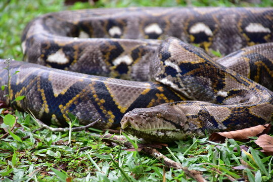 Python Snake  A python is a large reptile that slithers on the ground  Reticulated python