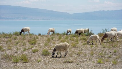 Fototapeta premium Sheep grazing on grassy hillside near lake