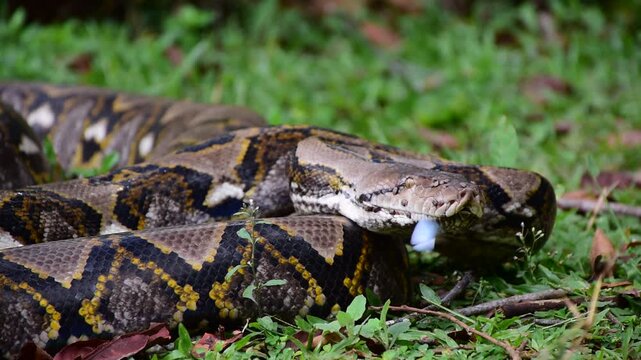 Python Snake  A python is a large reptile that slithers on the ground  Reticulated python