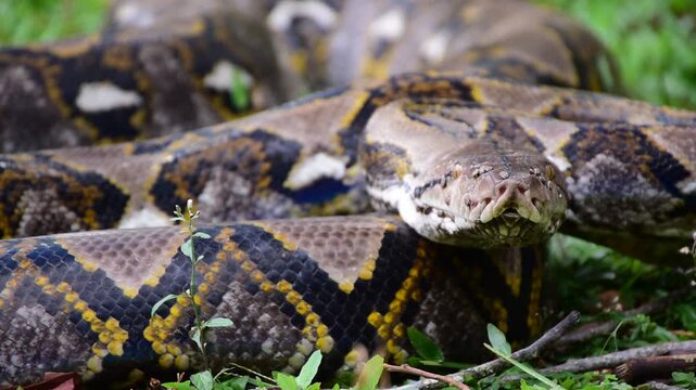 Python Snake  A python is a large reptile that slithers on the ground  Reticulated python
