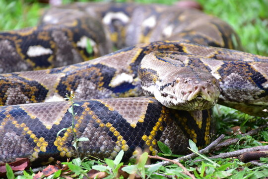 Python Snake  A python is a large reptile that slithers on the ground  Reticulated python
