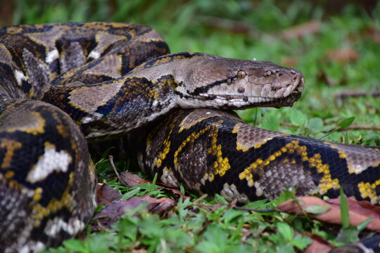 Python Snake  A python is a large reptile that slithers on the ground  Reticulated python