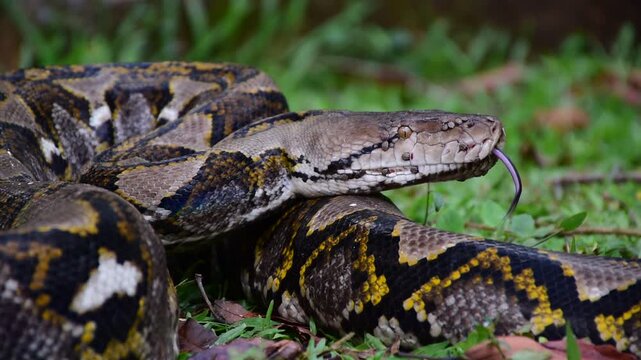 Python Snake  A python is a large reptile that slithers on the ground  Reticulated python