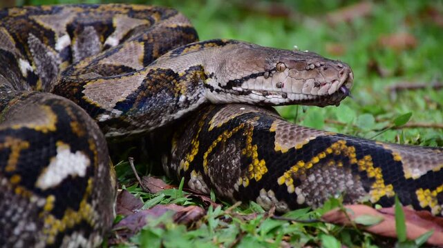 Python Snake  A python is a large reptile that slithers on the ground  Reticulated python